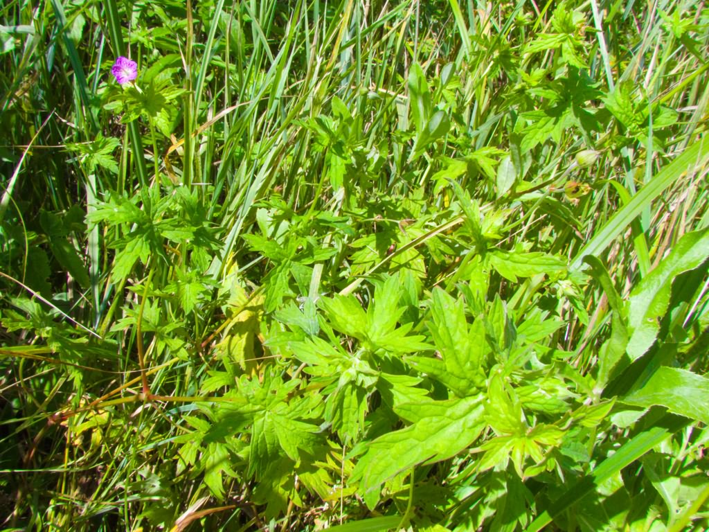 Geranium collinum Stephan ex Willd.